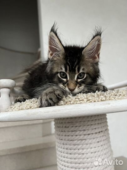 Мейн-кун-полидакт