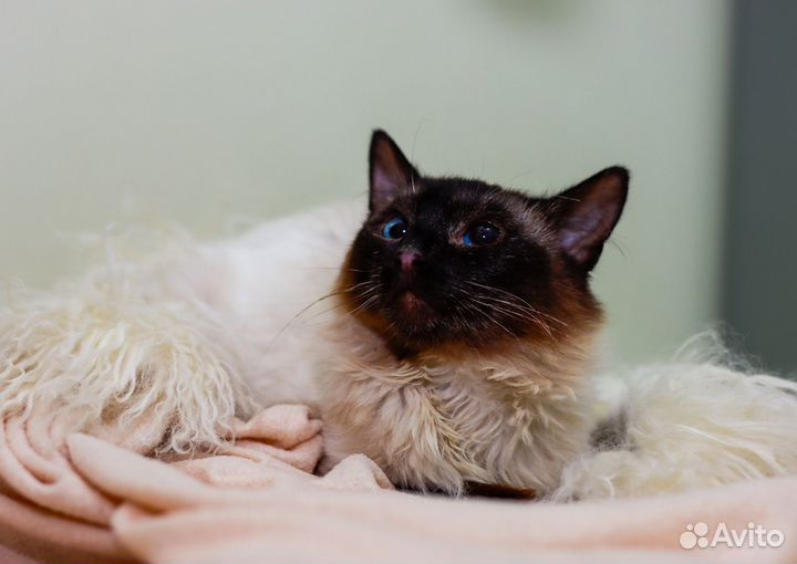 Тайская кошка, 2 года