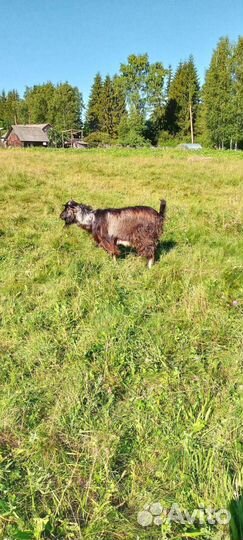 Продам козла