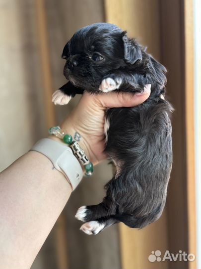 Девочка мини дш