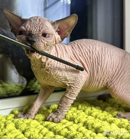 Bully style sphynx