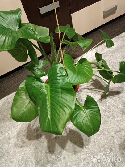 Комнатные цветы калла