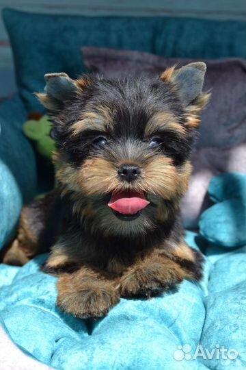 Йоркширский терьер девочки и мальчики