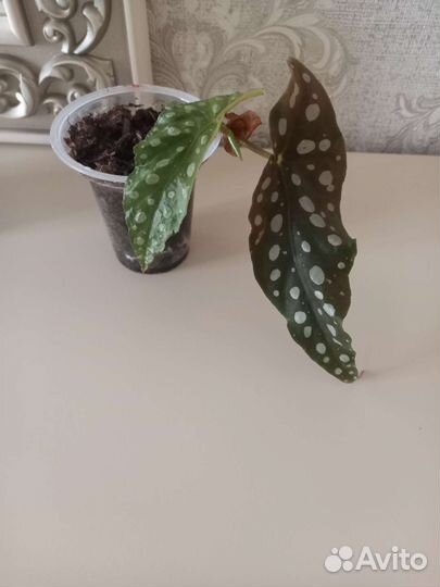 Бегония макулата