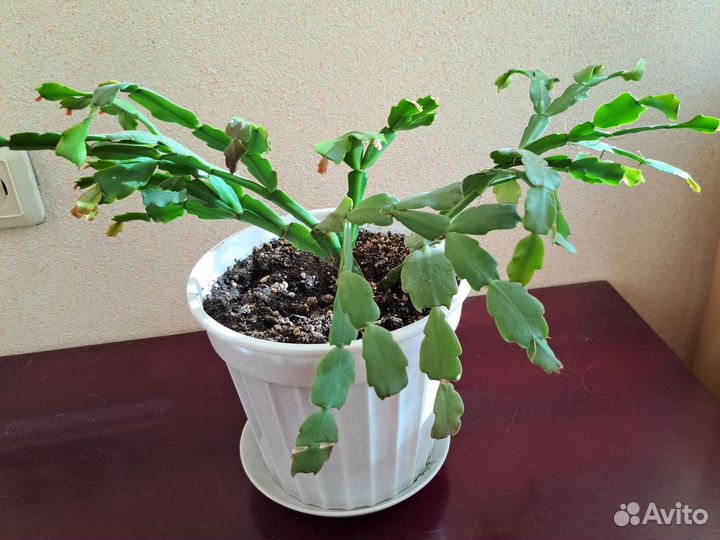 Декабрист шлюмбергера