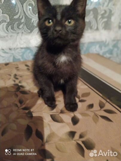 Отдам в дар котят