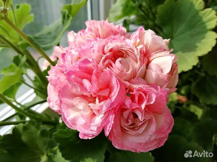 Герань пеларгония розебудная махровая зональная