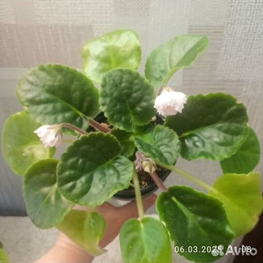 Комнатные цветы фиалки