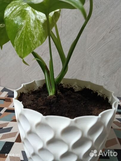 Монстера вариегатная альба