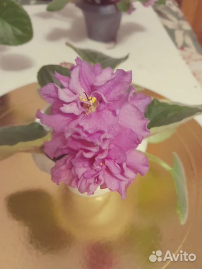 Комнатные цветы цветущие