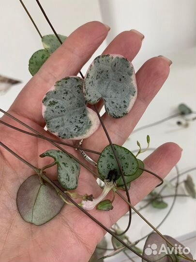 Церопегия Вуди Вариегата/Ceropegia Woodii variegat