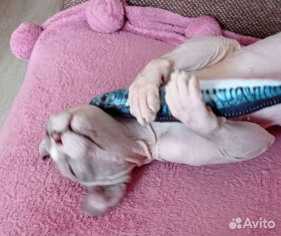 Канадский сфинкс вязка