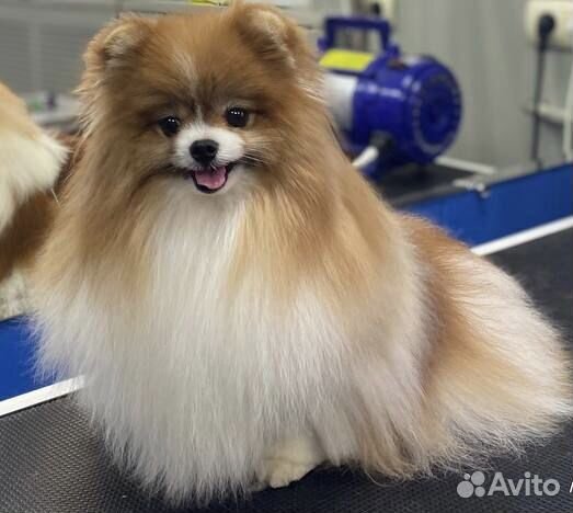 Собака для фотосессии/съемок (померанский шпиц)
