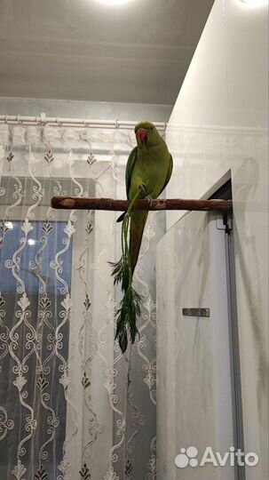 Ожереловый попугай выкормыш