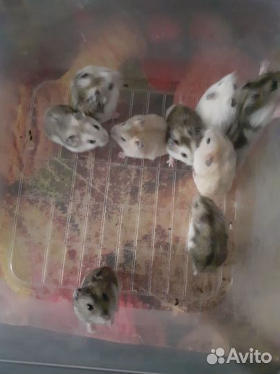 Джунгарики