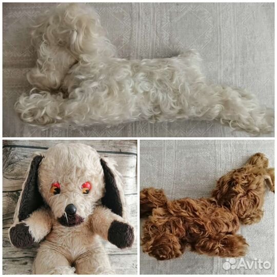 Собака кудрявая СССР