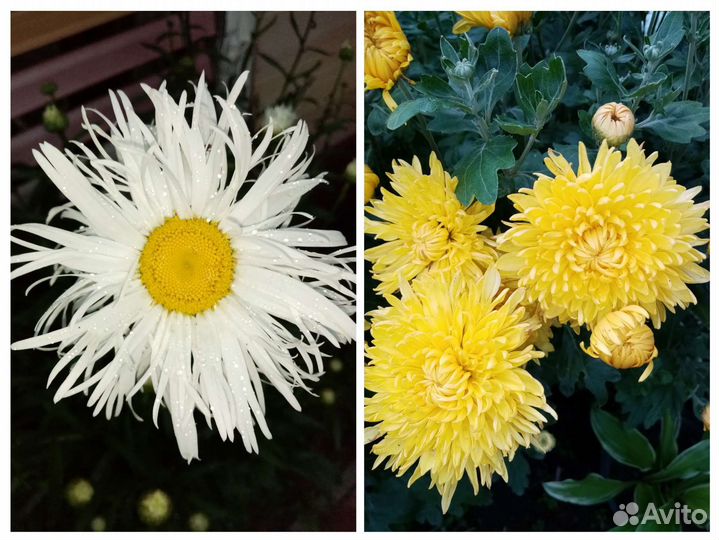 Ромашка. Хризантема