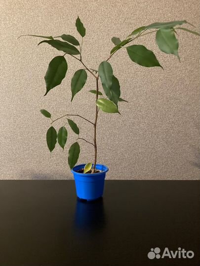 Фикус Бенджамина