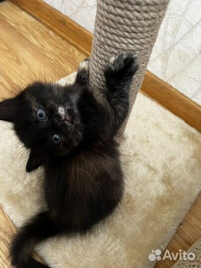 Котята в добрые руки приучены к лотку