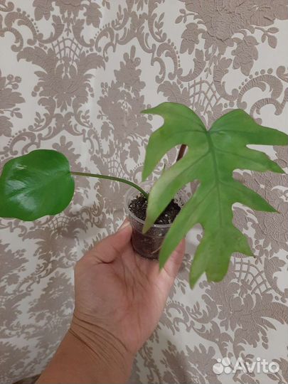 Филодендроны