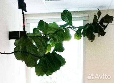 Фикус Лирата Колумнарис