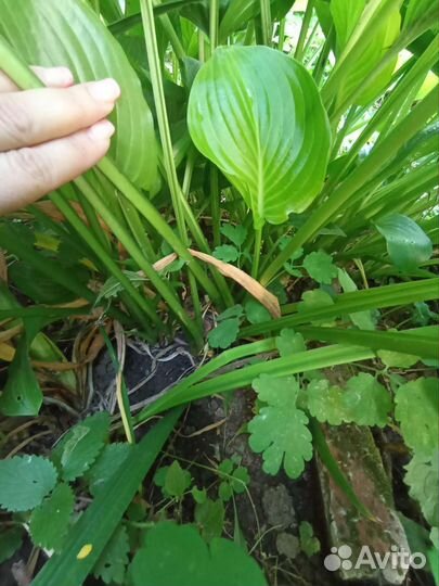 Хоста растение