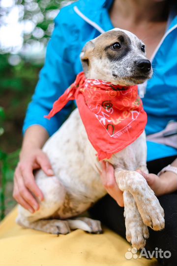 Приходи за другом в приют