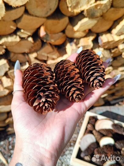 Еловые шишки и спилы