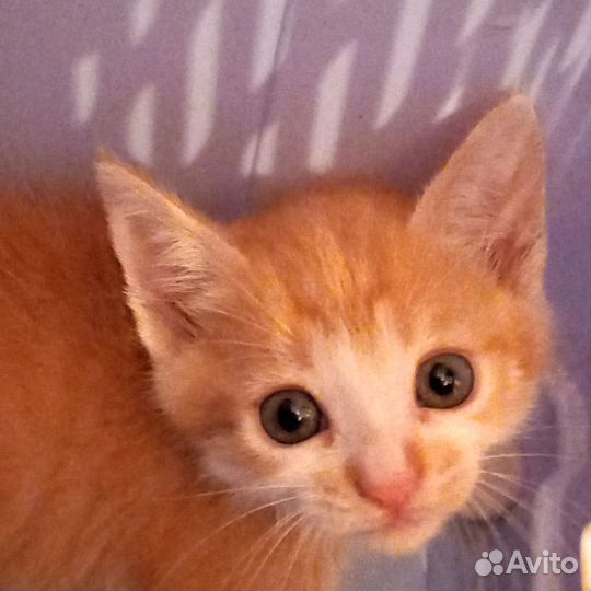 Котята в дар