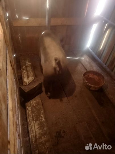 Свиноматка