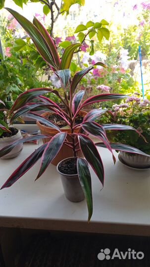 Комнатные домашние растения