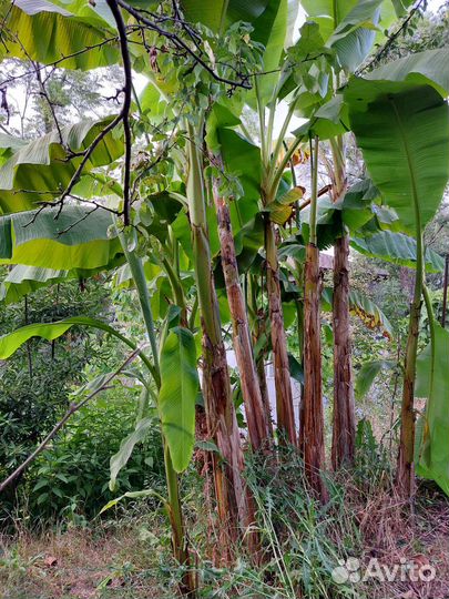 Японский банан