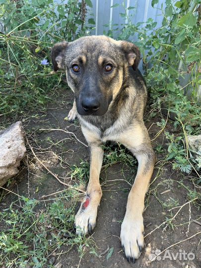 Собаке нужна помозь и дом, ласковый кобель 1 год