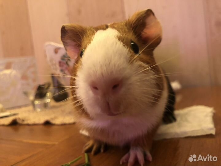 Передержка собак и грызунов и птиц