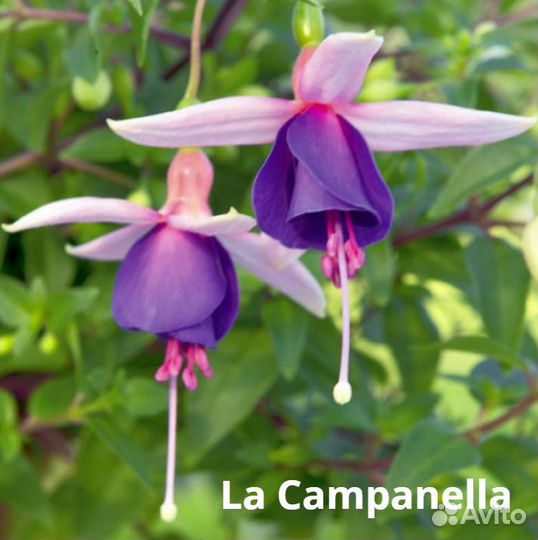 Фуксия сортовые: Blue Angel и др