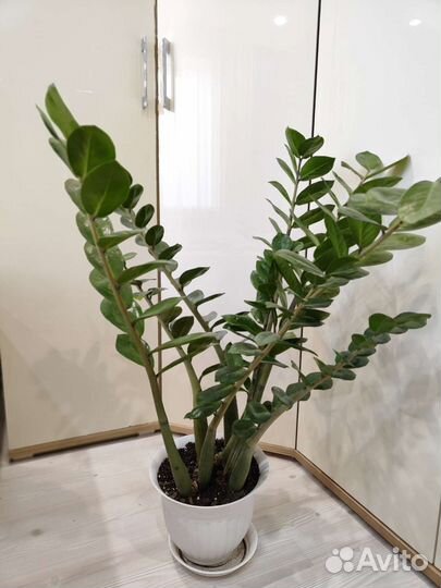 Замиокулькас