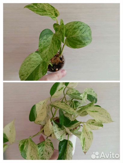 Сциндапсусы,Филодендроны и др