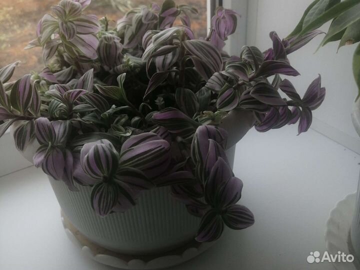 Традисканция