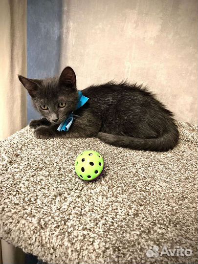 Мальчик в добрые руки