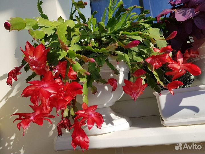 Декабрист Шлюмбергера Кактус Комнатные цветы