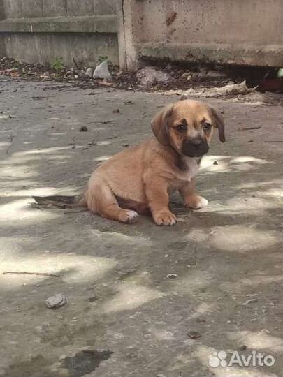 Малыши щенки в поисках семьи, в добрые руки