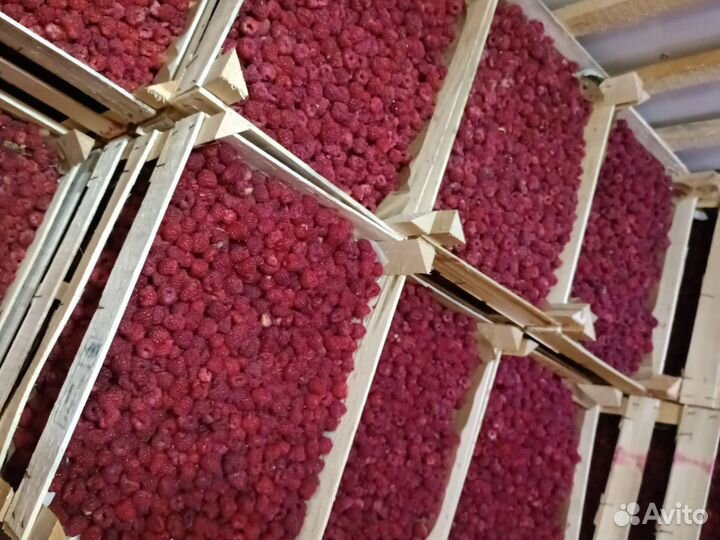 Клубника Малина Ежевика