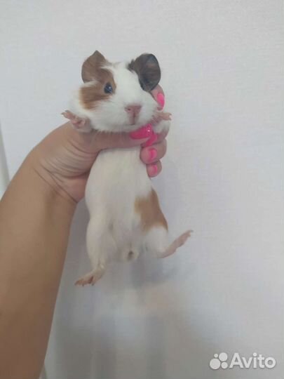 Морская свинка бесплатно