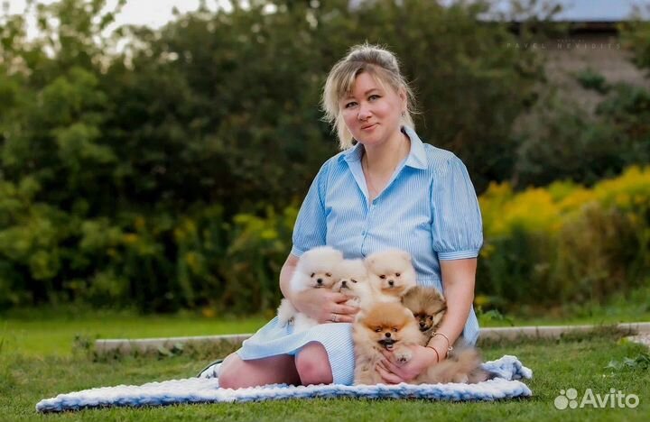 Померанский шпиц