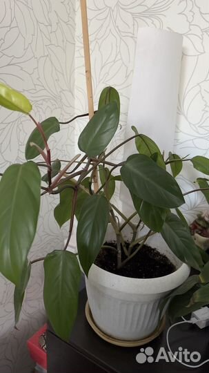 Филодендрон