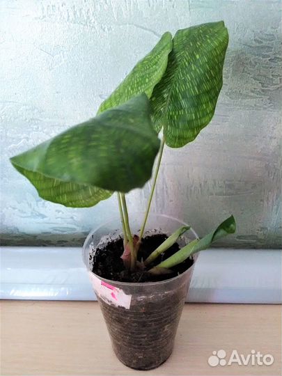 Бугенвиллия, сингониум, фил, калатея, седум