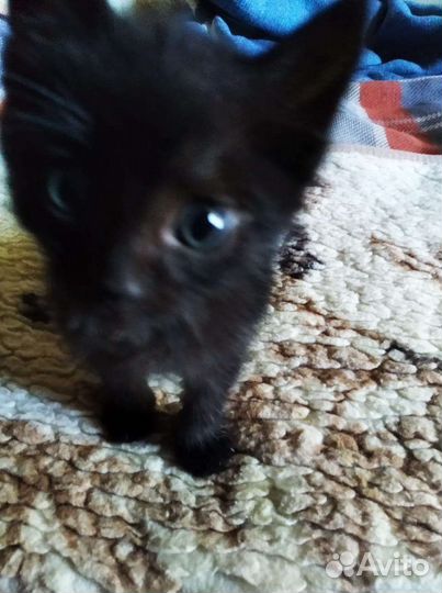 Котенок ищет дом(мальчик)