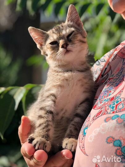 Котята девочка и мальчик в добрые руки