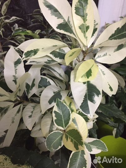 Фикус Микрокарпа Альбомаргината