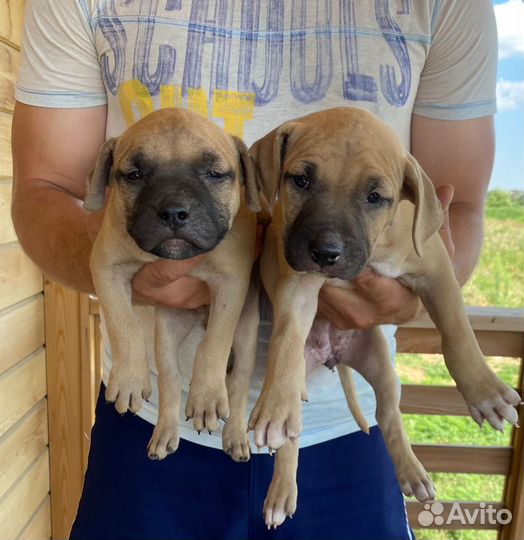 Американский питбультерьер щенки